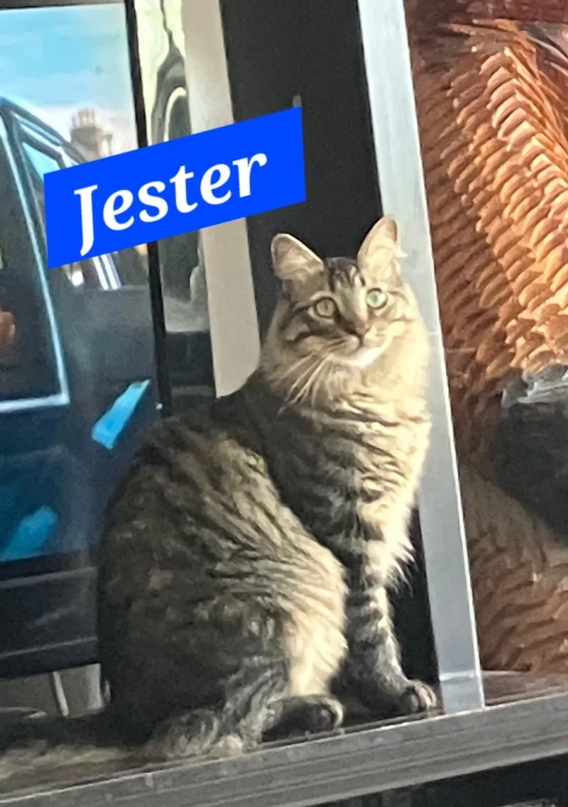 Jester