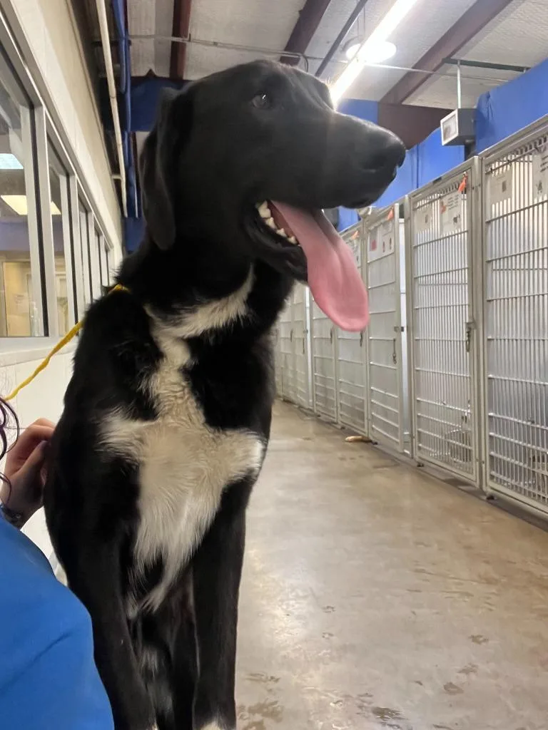 Dog Kennel  Bella thumbnail 2