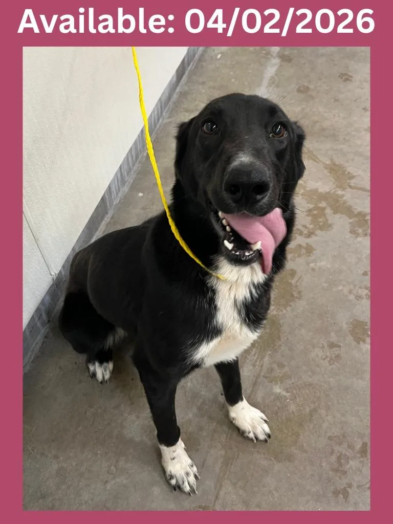 Dog Kennel  Bella thumbnail 3