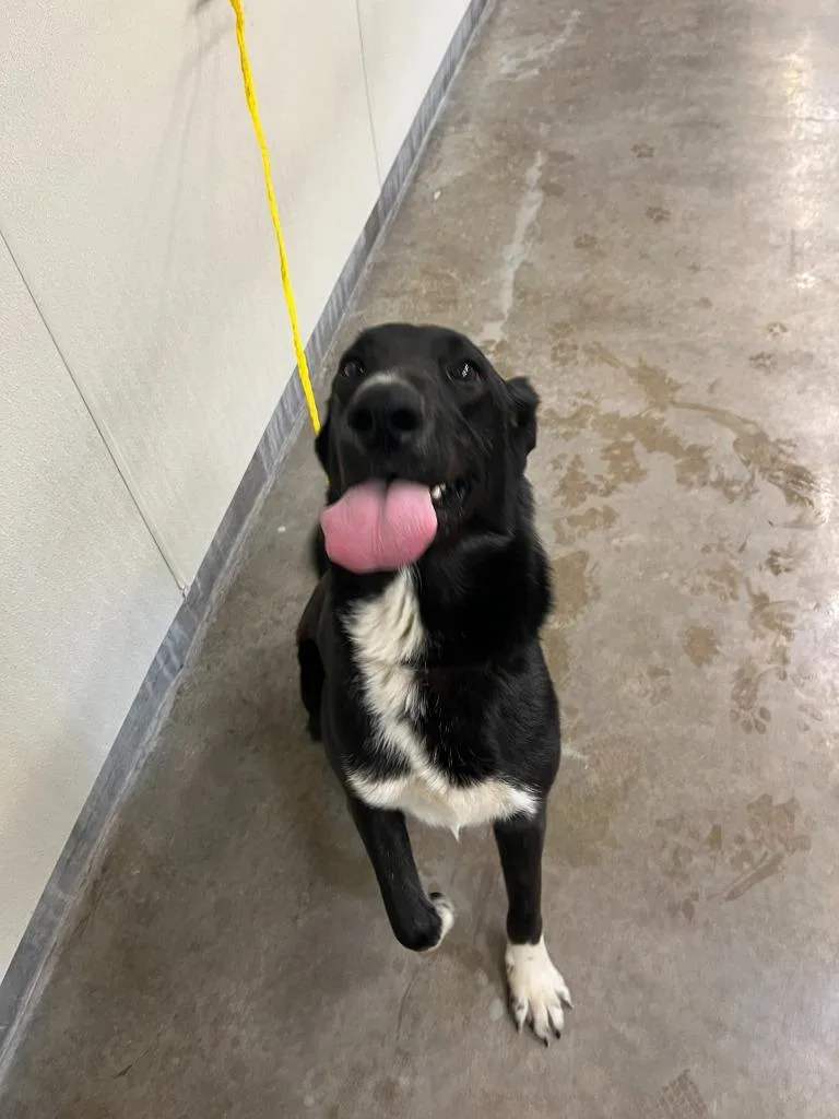 Dog Kennel  Bella thumbnail 4