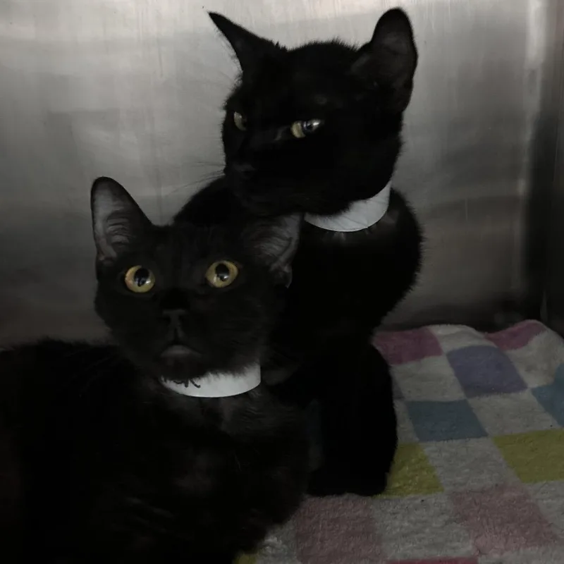 A baby small-sized female Black Domestic Short Hair cat named Tucker for adoption in Lakeland, FL