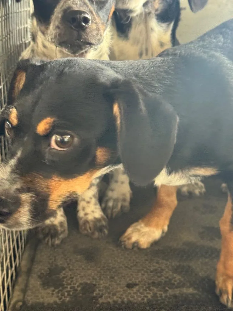 A baby small-sized male Australian Cattle Dog / Blue Heeler dog named Kendall for adoption in Belton, TX
