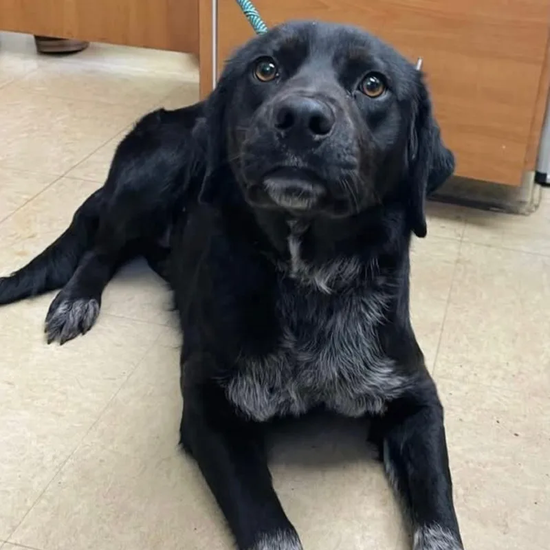 An adult medium-sized female Black Mixed Breed dog named Pearl for adoption in Marshall, VA