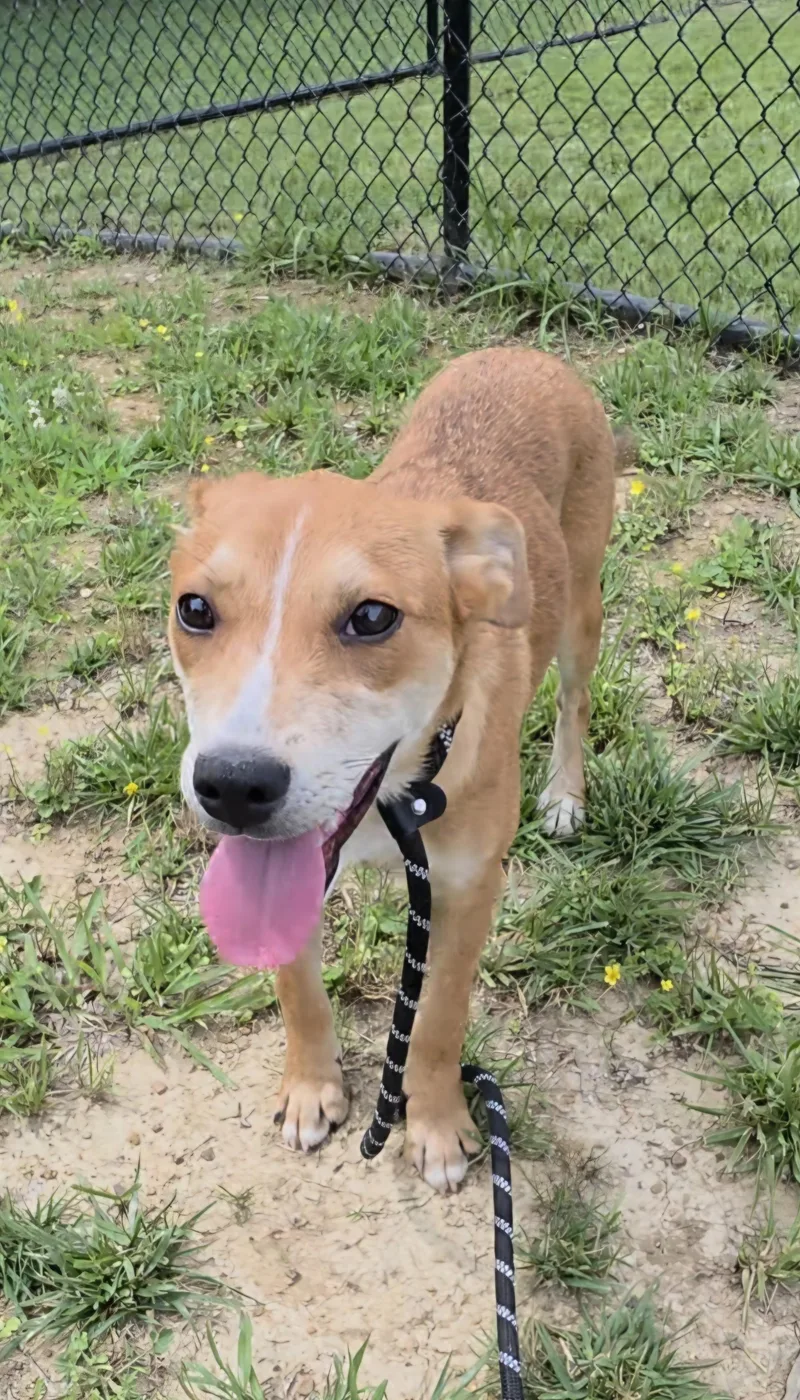 A young medium-sized female Apricot / Beige Carolina Dog dog named Slinky for adoption in Shepherdsville, KY