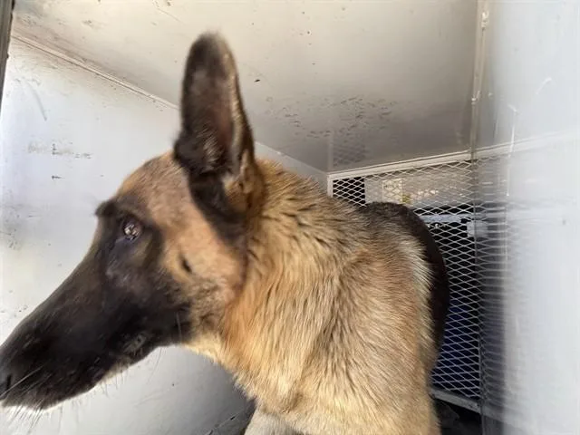 A young large-sized female German Shepherd Dog dog named Maggie for adoption in Bakersfield, CA