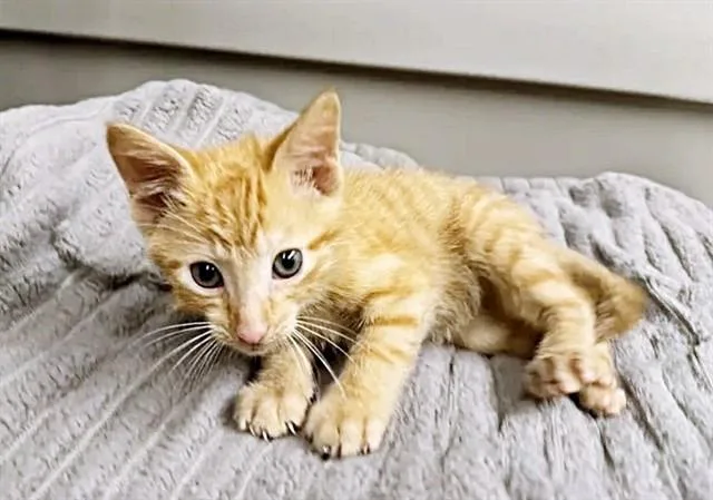 A baby small-sized male Domestic Short Hair cat named Spicy for adoption in Saint Louis, MO