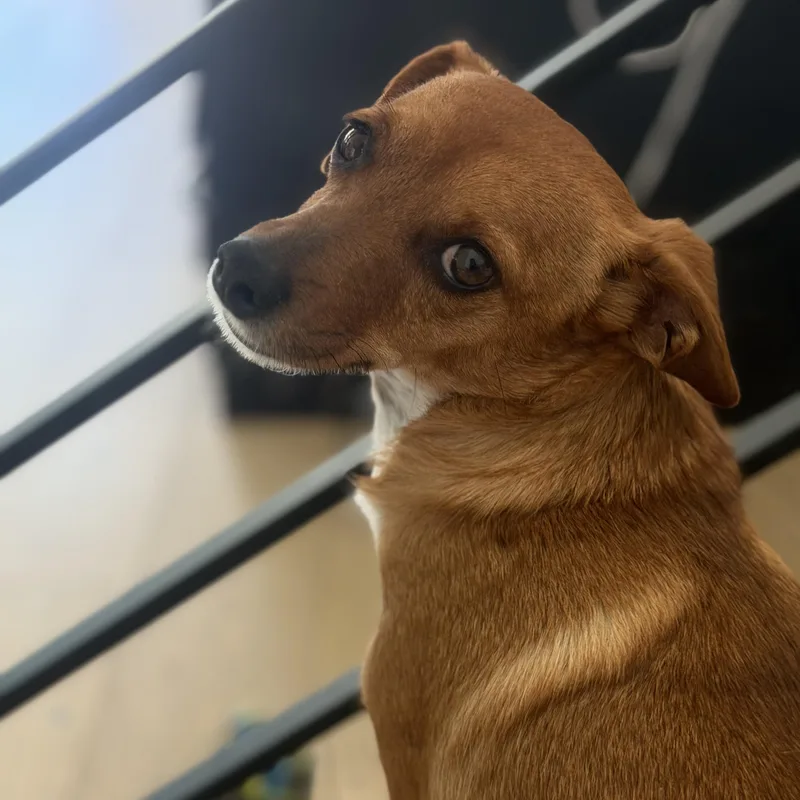 Mr. Velcro Draco thumbnail 3