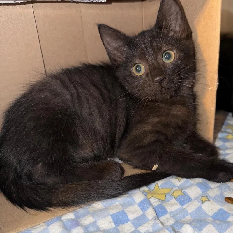 A baby small-sized male Black Domestic Medium Hair cat named Trickster for adoption in Belleville, IL