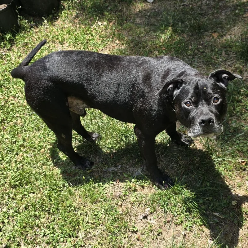 An adult large-sized male Black American Staffordshire Terrier dog named King for adoption in Durham, NC