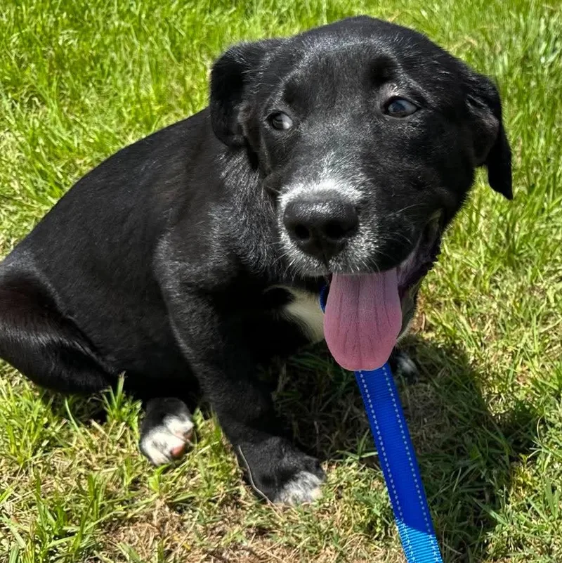 A baby large-sized female Black Labrador Retriever dog named Sprinkles for adoption in Chatham, NJ