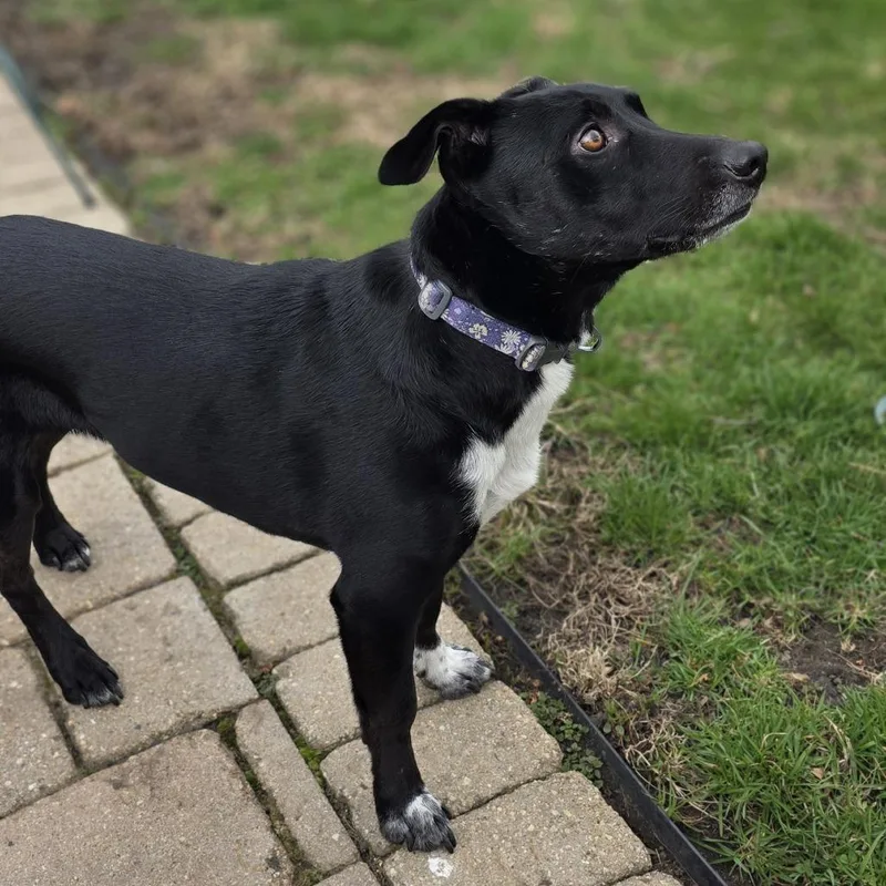 An adult small-sized female Black Australian Kelpie dog named Stella  Home to for adoption in South Elgin, IL