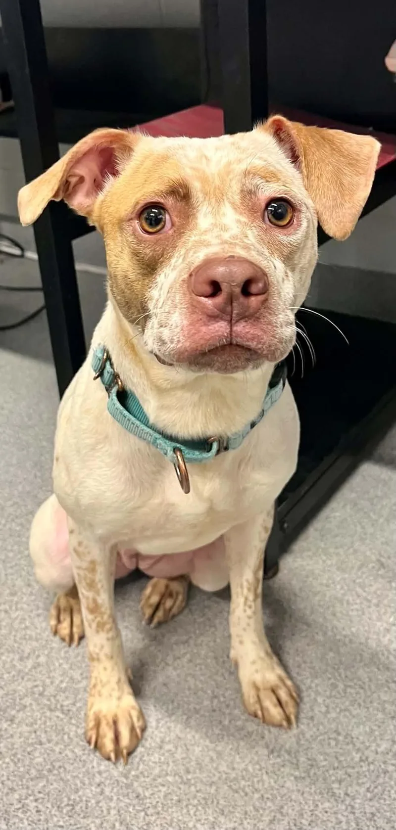 A young medium-sized female Mixed Breed dog named Cinnamon for adoption in Moundsville, WV