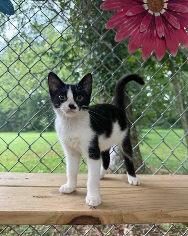 A baby small-sized female Black & White / Tuxedo Domestic Short Hair cat named Cookie for adoption in Richmond Dale, OH