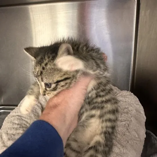 A baby small-sized female Brown / Chocolate Domestic Short Hair cat named Betsy for adoption in Wilmington, DE