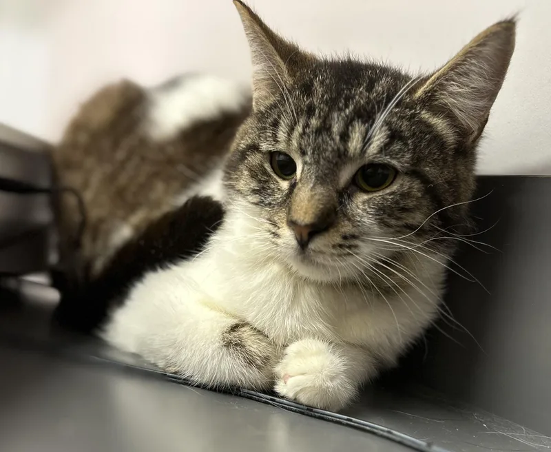 Pecan Pie thumbnail 2