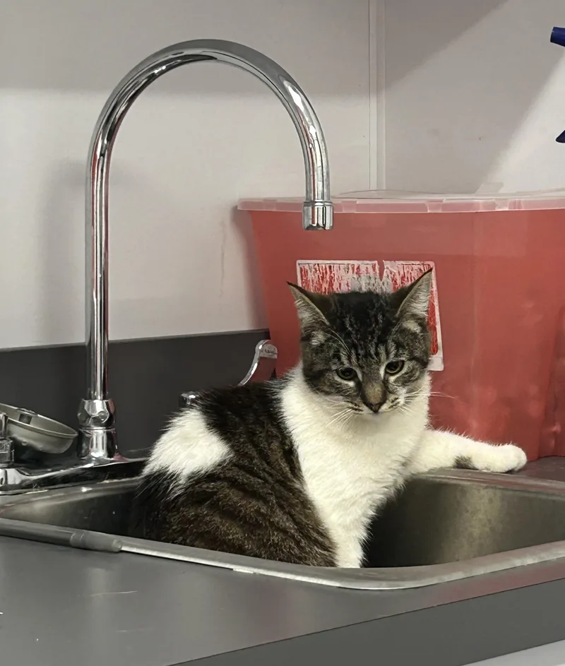 Pecan Pie thumbnail 3