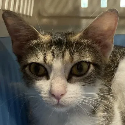 An adult medium-sized female Domestic Short Hair cat named Ravioli for adoption in Cincinnati, OH