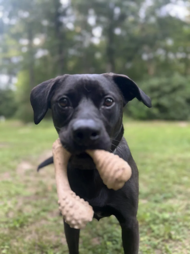 An adult medium-sized male Black Labrador Retriever dog named Beau for adoption in Nutting Lake, MA