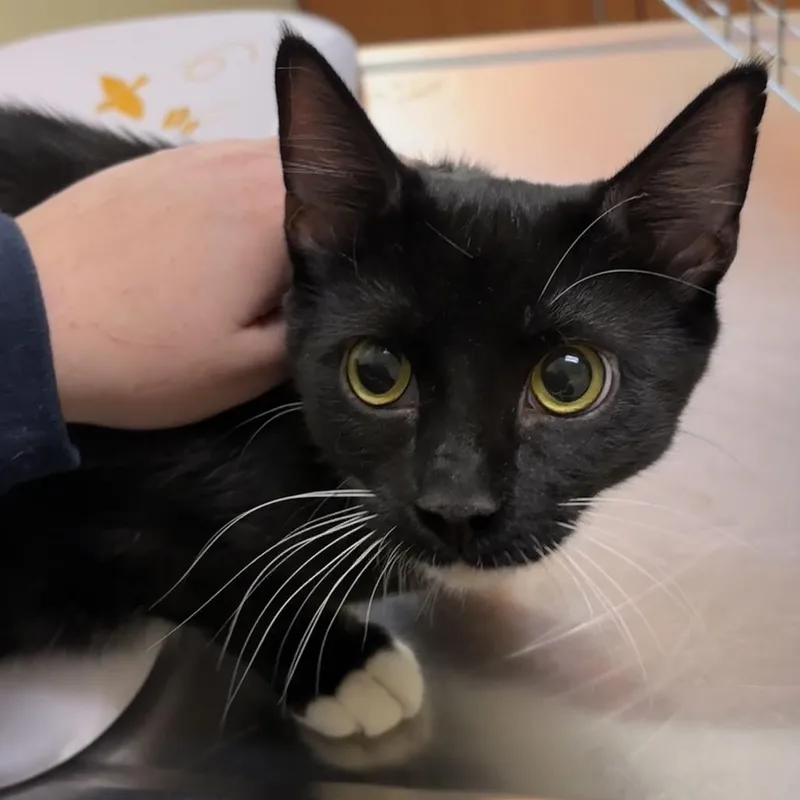 A young medium-sized male Black Domestic Short Hair cat named Wally for adoption in Wilmington, DE