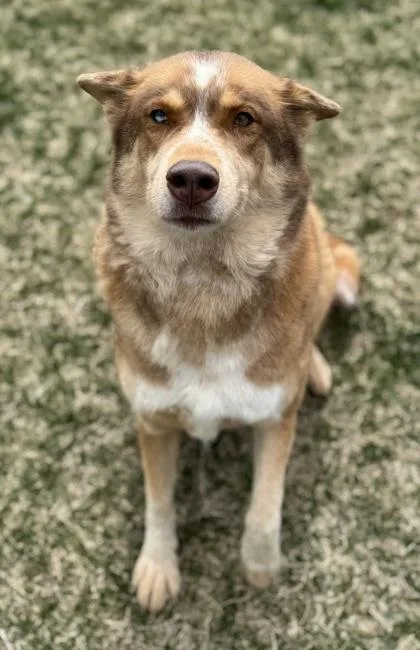 Amelia