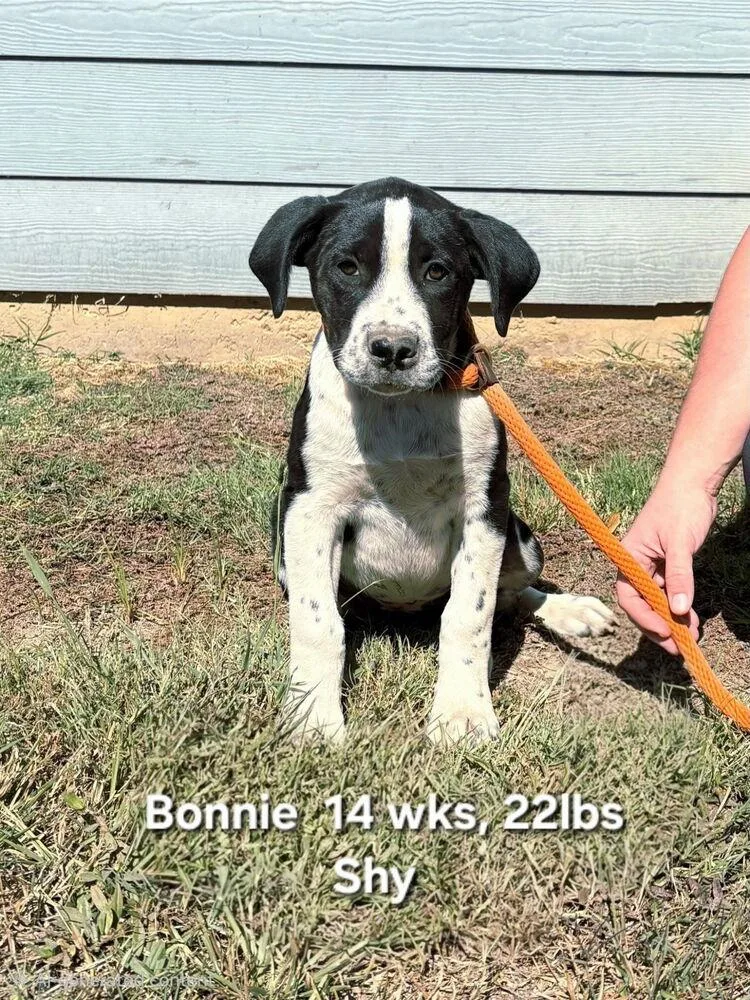 A baby medium-sized female Tricolor (Brown, Black, & White) Retriever dog named Bonnie for adoption in Norfolk, MA