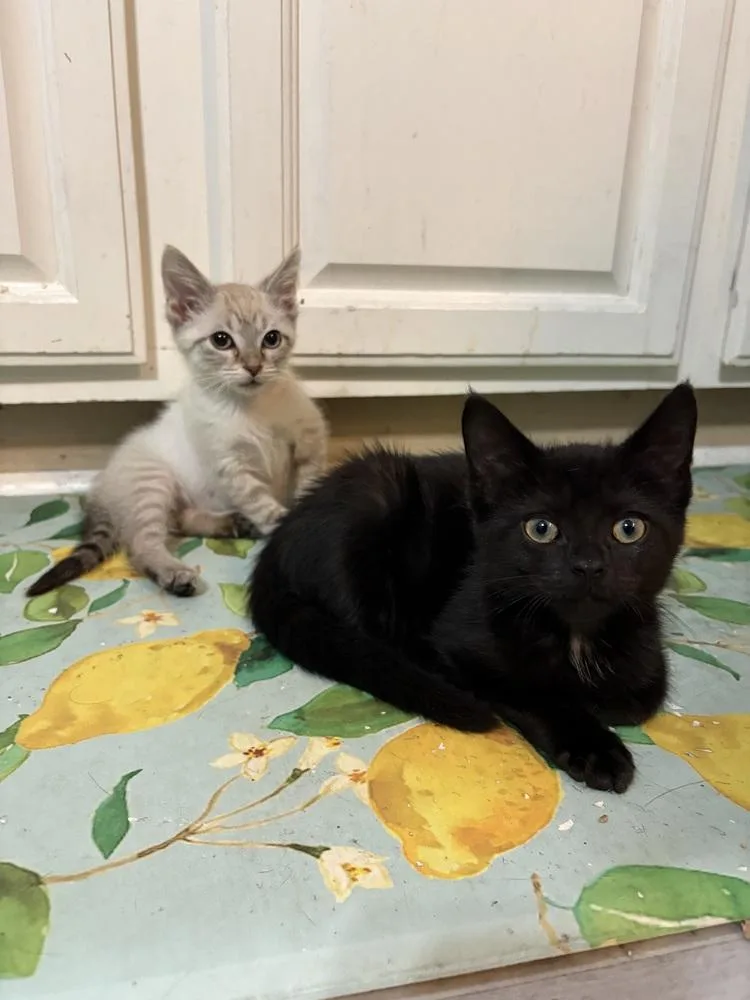 A baby small-sized male Black Domestic Short Hair cat named Camembert for adoption in Ferndale, MI
