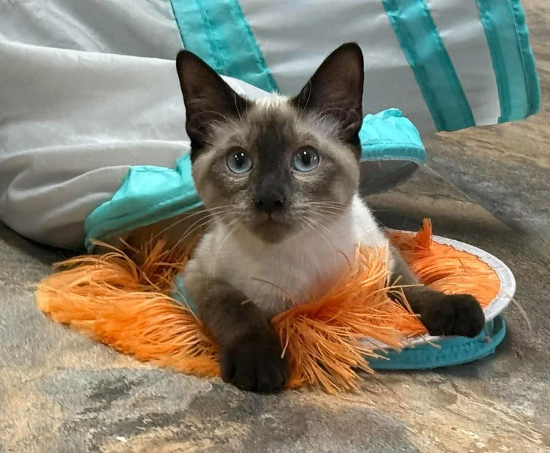 A young medium-sized male Siamese cat named Tungsten for adoption in St. Ann, MO