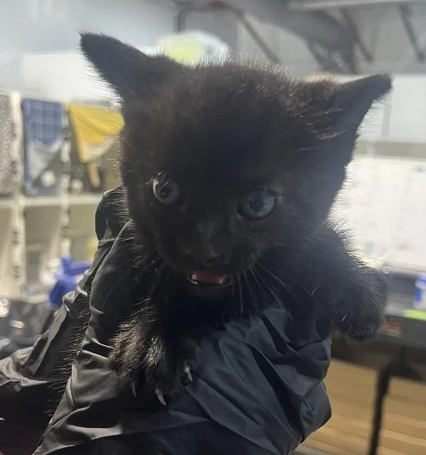 A baby small-sized male Domestic Short Hair cat named Raider Nation for adoption in San Diego, CA