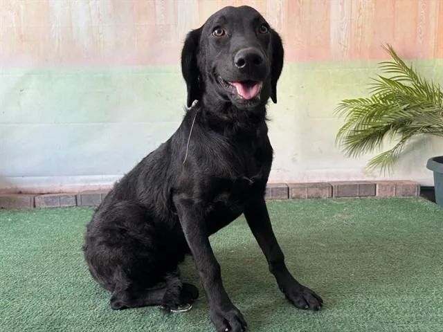 A baby medium-sized female Labrador Retriever dog named Luna for adoption in Baldwin Park, CA