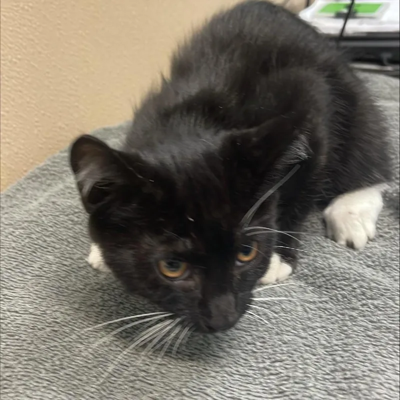 A baby small-sized male Black Domestic Short Hair cat named Banana for adoption in Tacoma, WA