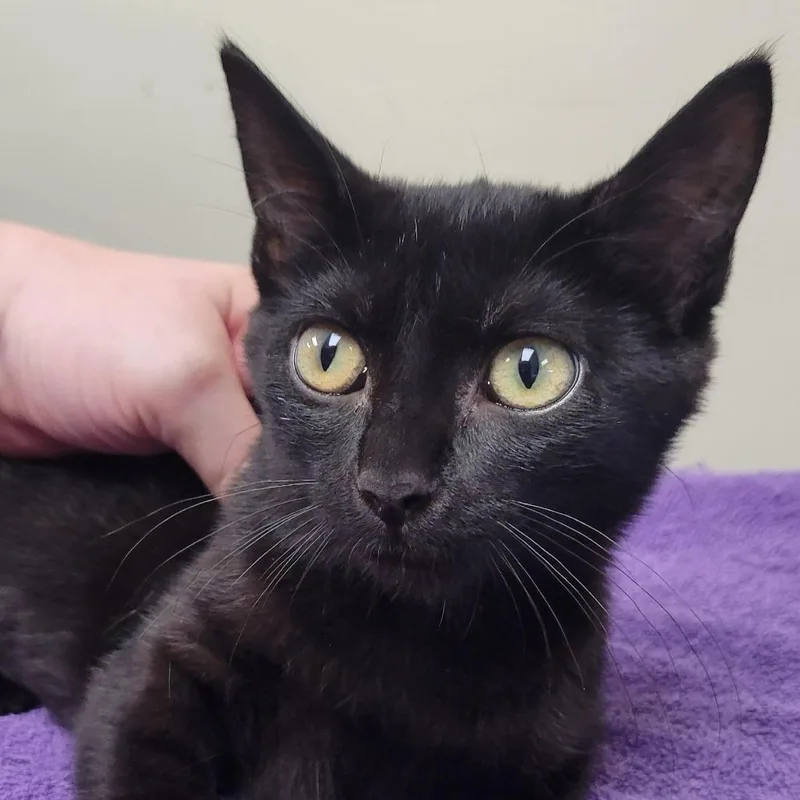 A baby small-sized female Black Domestic Short Hair cat named Sugar for adoption in Milan, IL