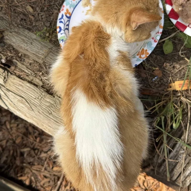 Ollie