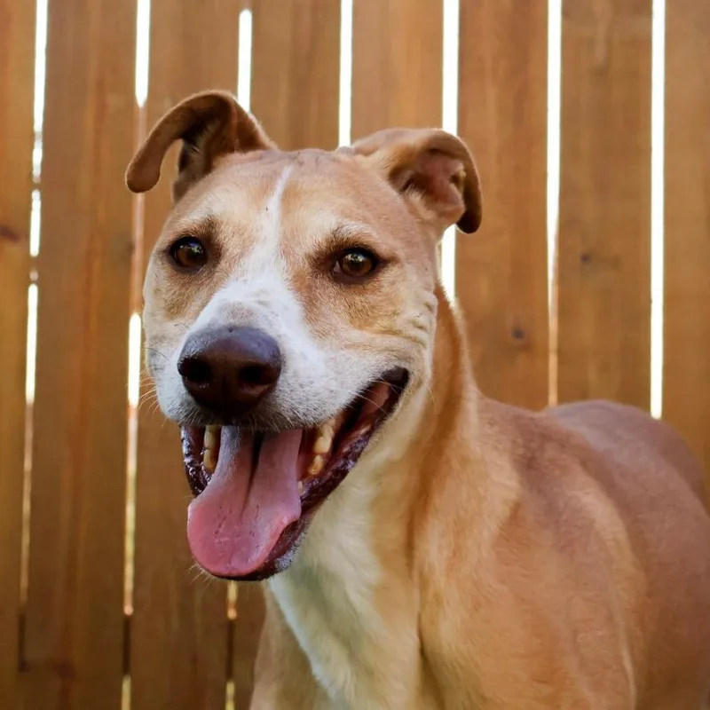 An adult large-sized male Brown / Chocolate Retriever dog named Arnold JuM for adoption in Austin, TX