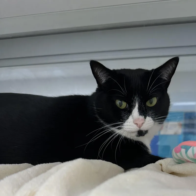 A young large-sized female Domestic Short Hair cat named Pandy for adoption in Manassas, VA