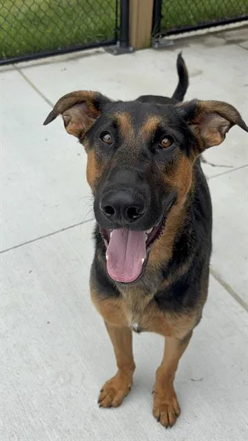 A young medium-sized male German Shepherd Dog dog named Ralph for adoption in Indianapolis, IN