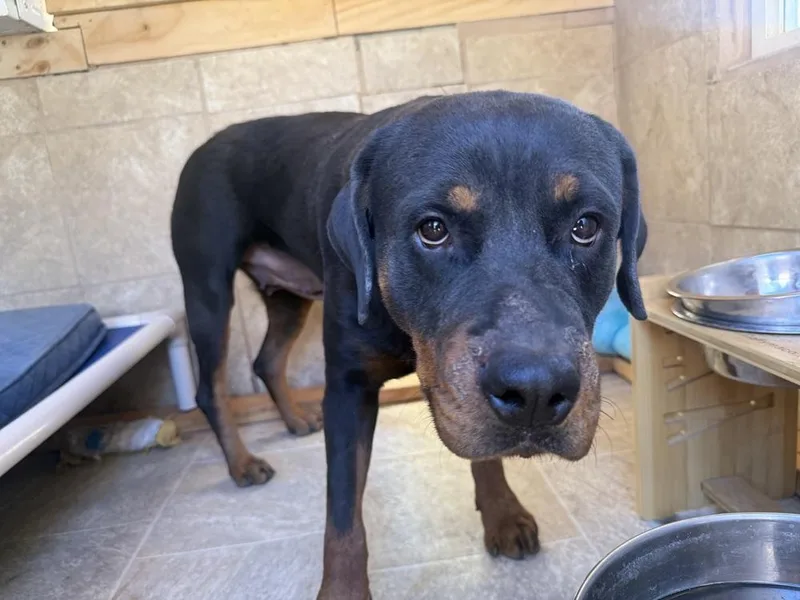 An adult large-sized female Brown / Chocolate Rottweiler dog named Coco for adoption in Gilbert, AZ