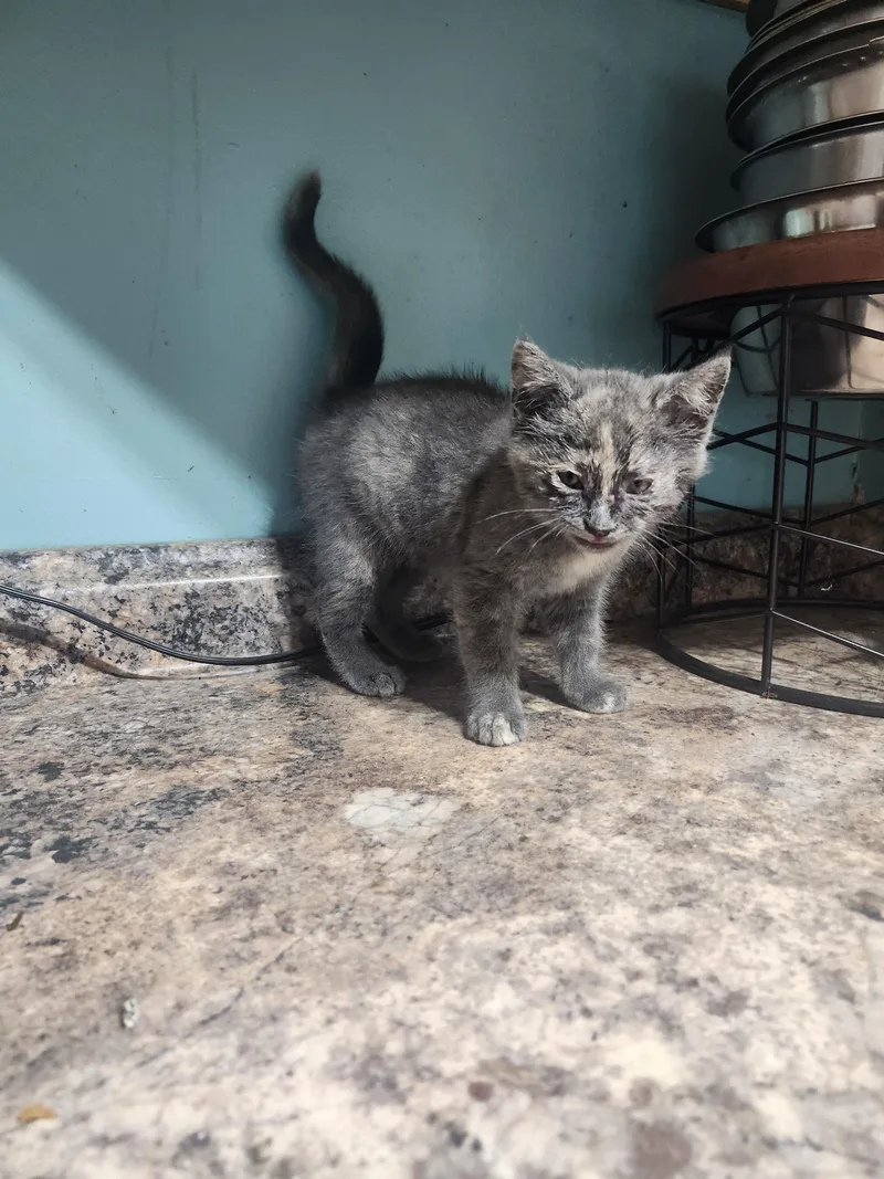 A baby medium-sized female Dilute Tortoiseshell Domestic Short Hair cat named Dustbunny for adoption in Cosby, TN