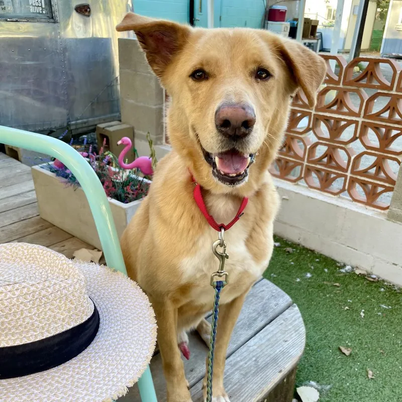 A senior large-sized male Yellow / Tan / Blond / Fawn Yellow Labrador Retriever dog named Anton for adoption in Austin, TX
