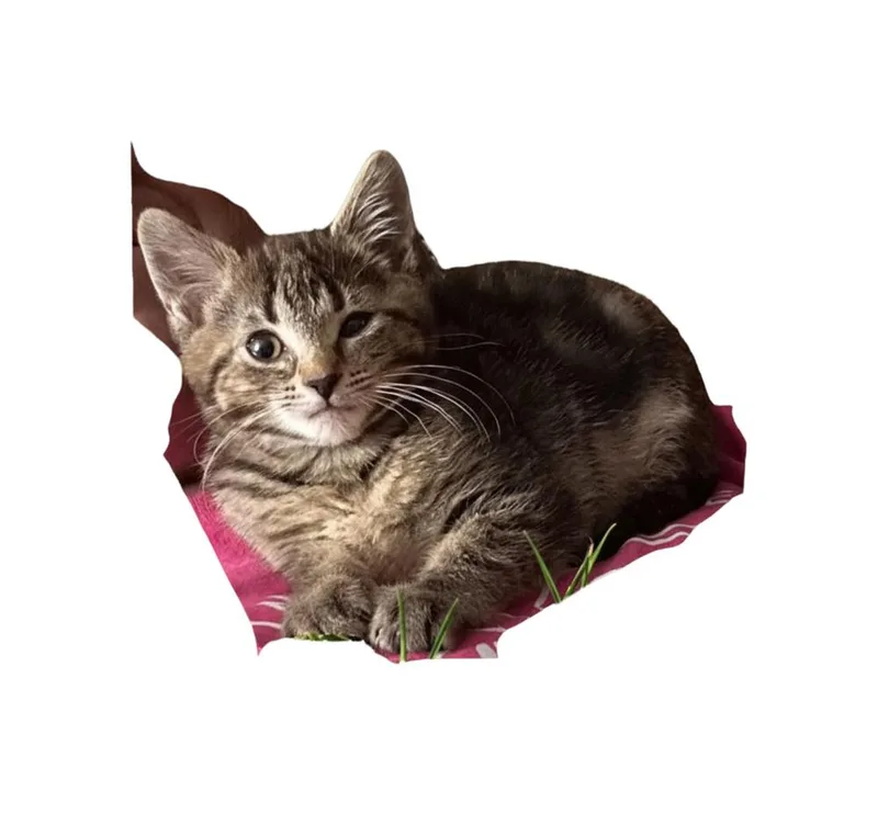 A baby small-sized male Domestic Short Hair cat named Swedish Meatball for adoption in Peoria, IL