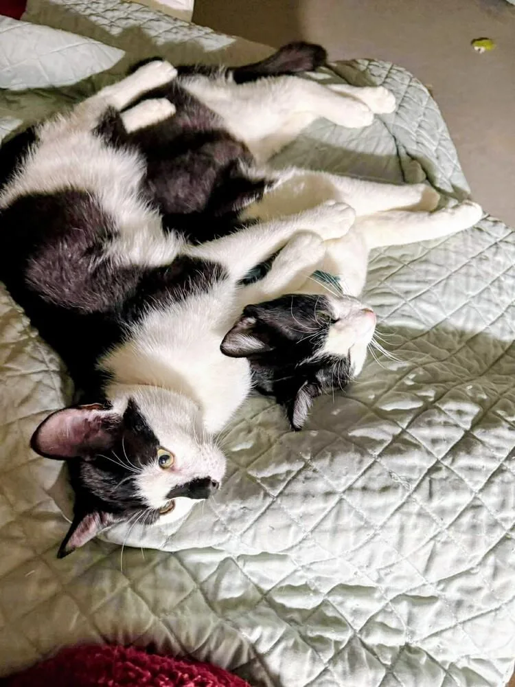 Moki