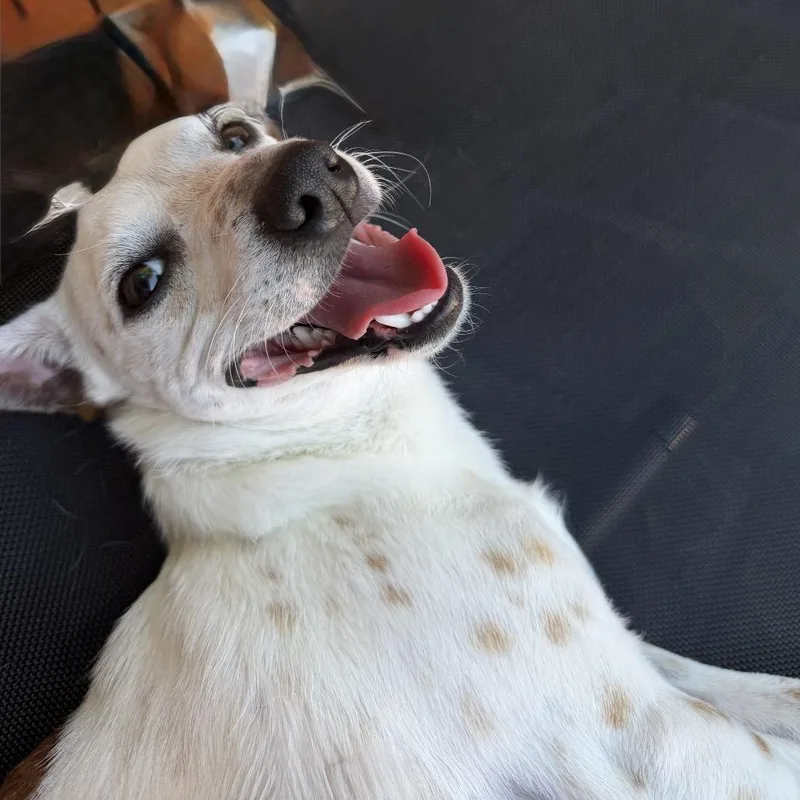 A young small-sized male White / Cream Jack Russell Terrier dog named Louie for adoption in Ennis, TX