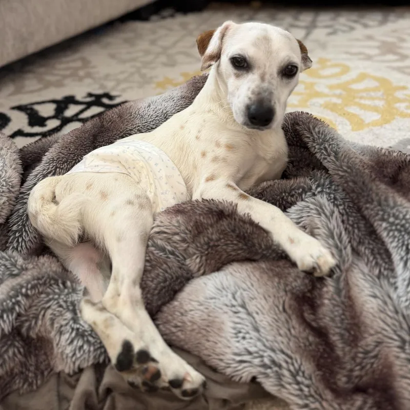 Louie thumbnail 3