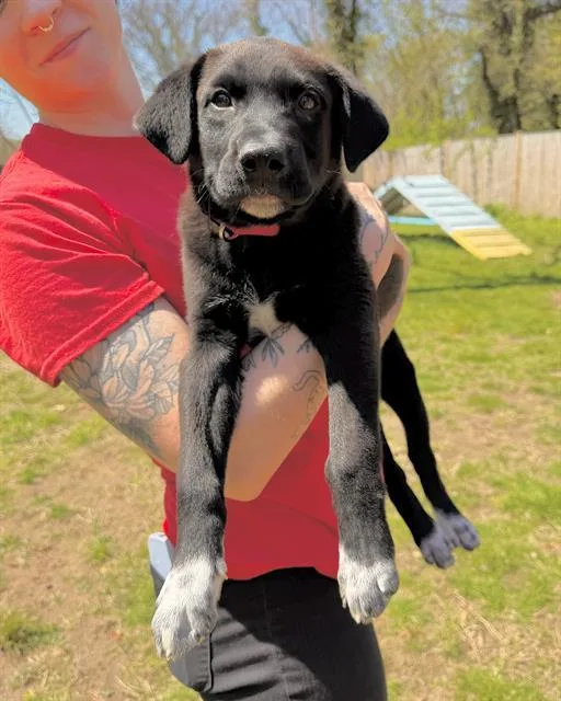 A baby medium-sized male Australian Cattle Dog / Blue Heeler dog named Heathcliff for adoption in Brewster, MA