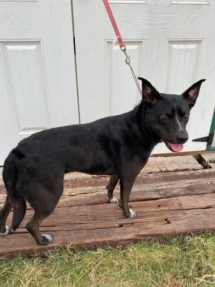 An adult medium-sized female Staffordshire Bull Terrier dog named Rose for adoption in McCook, NE