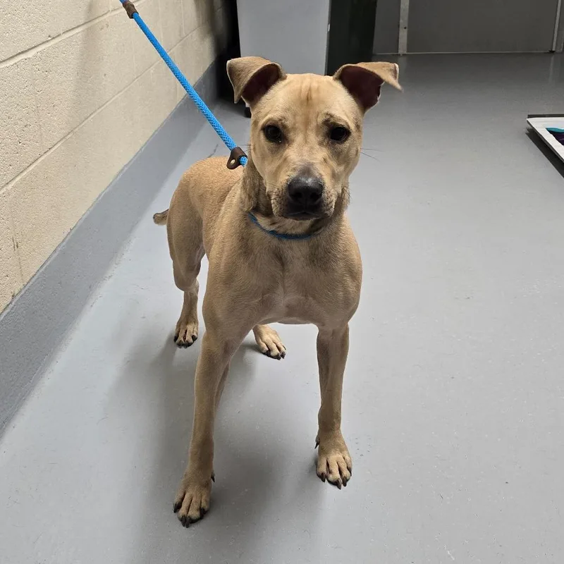 A young medium-sized male Pit Bull Terrier dog named Theodore for adoption in Concord, NC