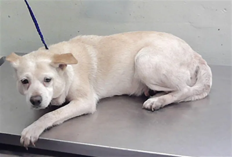 An adult medium-sized female Chihuahua dog named Flora for adoption in Houston, TX