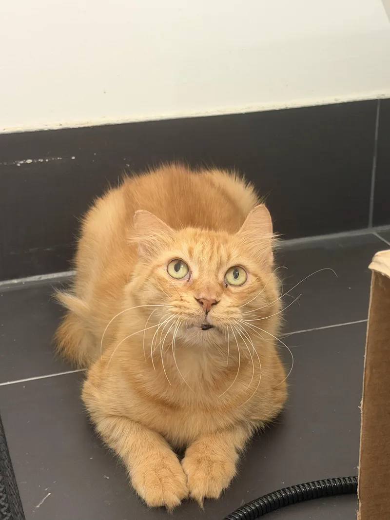 An adult medium-sized male Tabby (Orange / Red) Domestic Medium Hair cat named Grinchie for adoption in Coconut Creek, FL