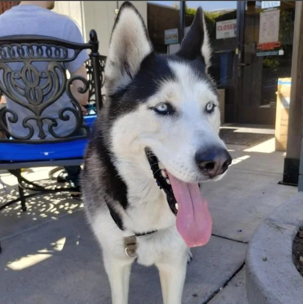 An adult large-sized male Husky dog named Scooby for adoption in Alameda, CA