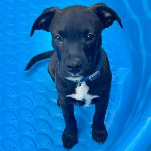 Little Bear thumbnail 2