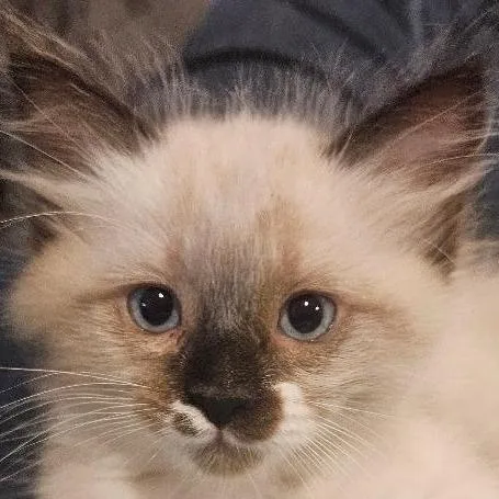 A baby small-sized female Cream / Ivory Domestic Medium Hair cat named Astrid for adoption in Los Angeles, CA